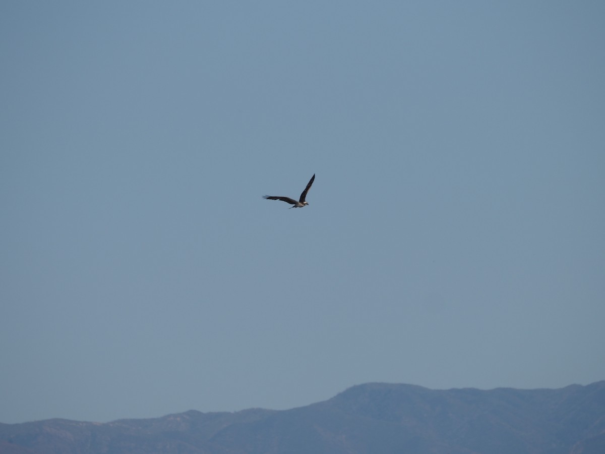 Osprey - ML633417156