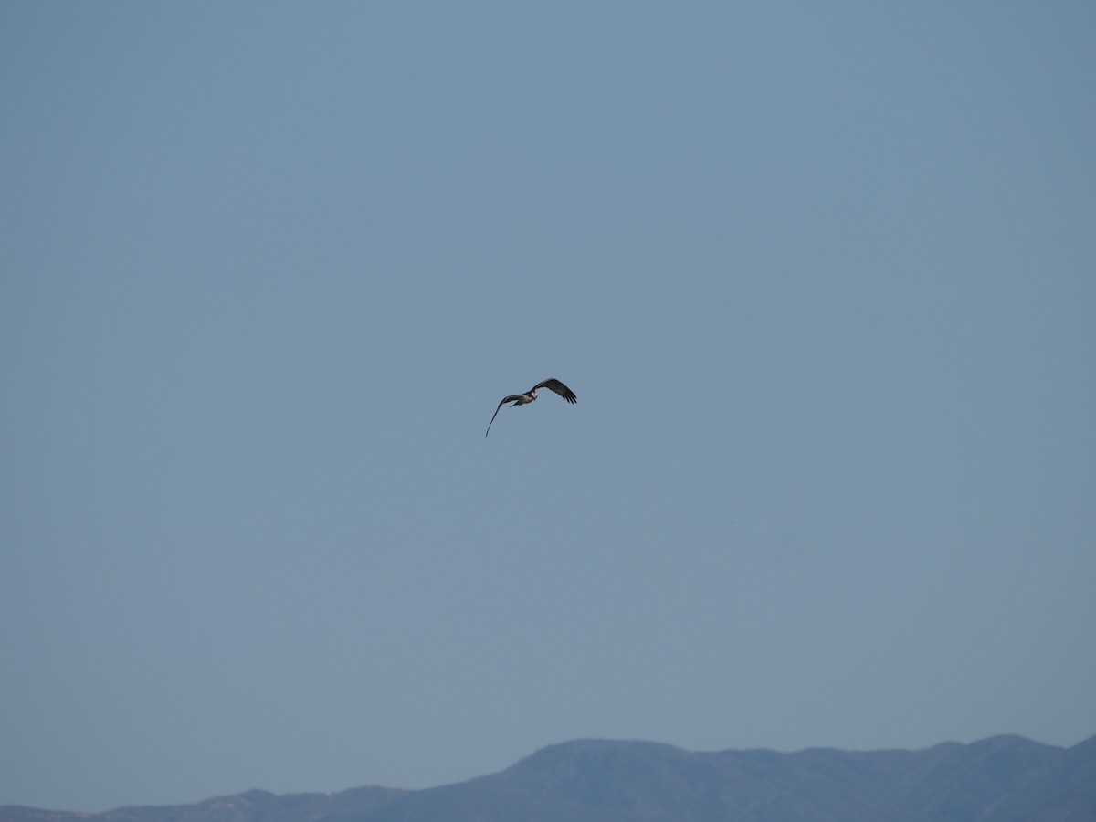 Osprey - ML633417157