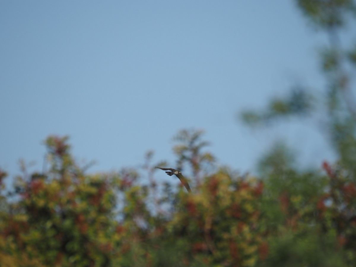 Osprey - ML633417158