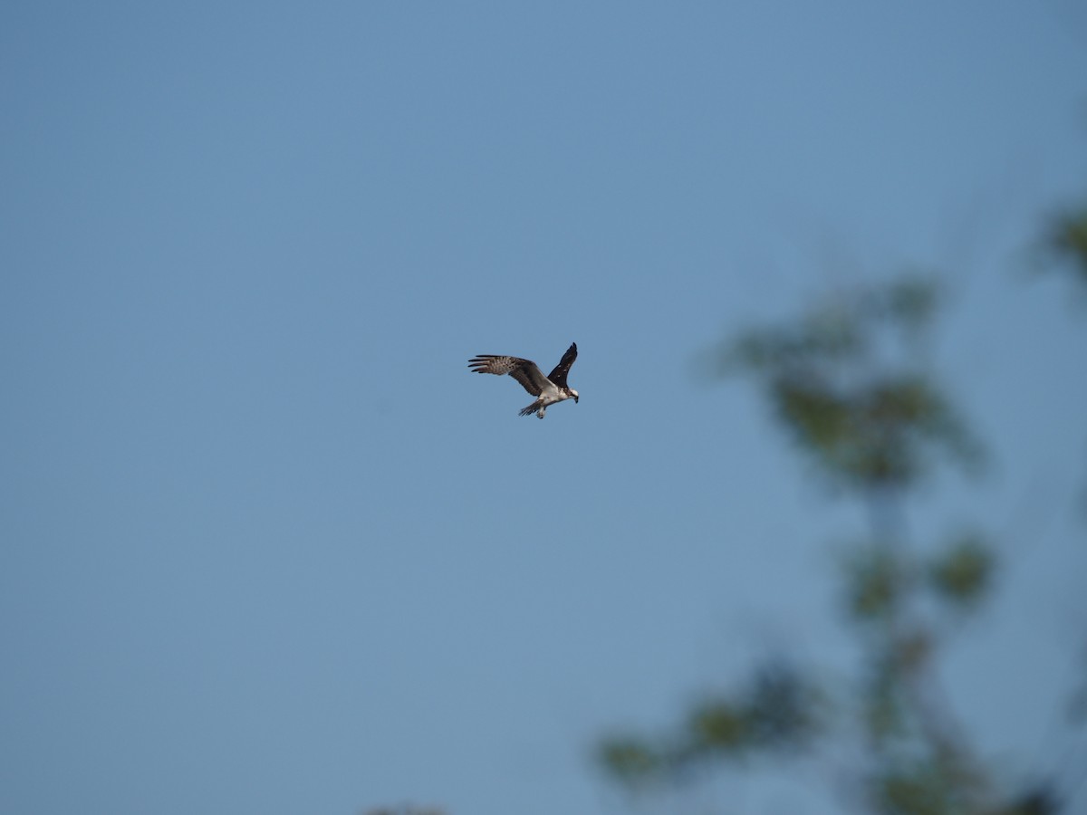 Osprey - ML633417159