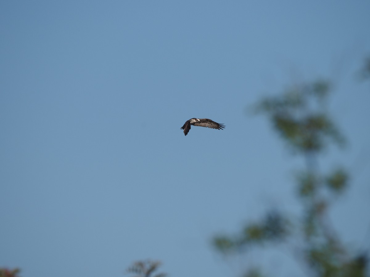 Osprey - ML633417160