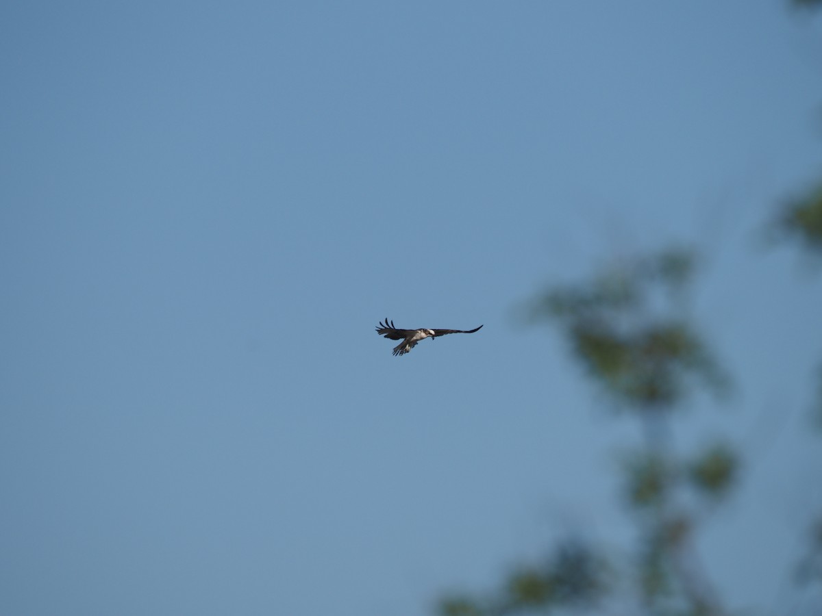 Osprey - ML633417161