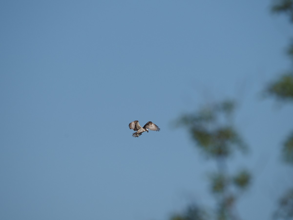 Osprey - ML633417162