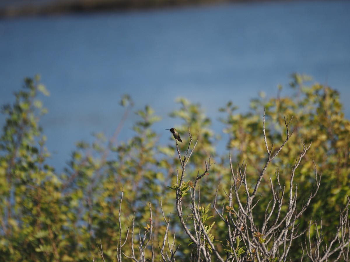Anna's Hummingbird - ML633417173