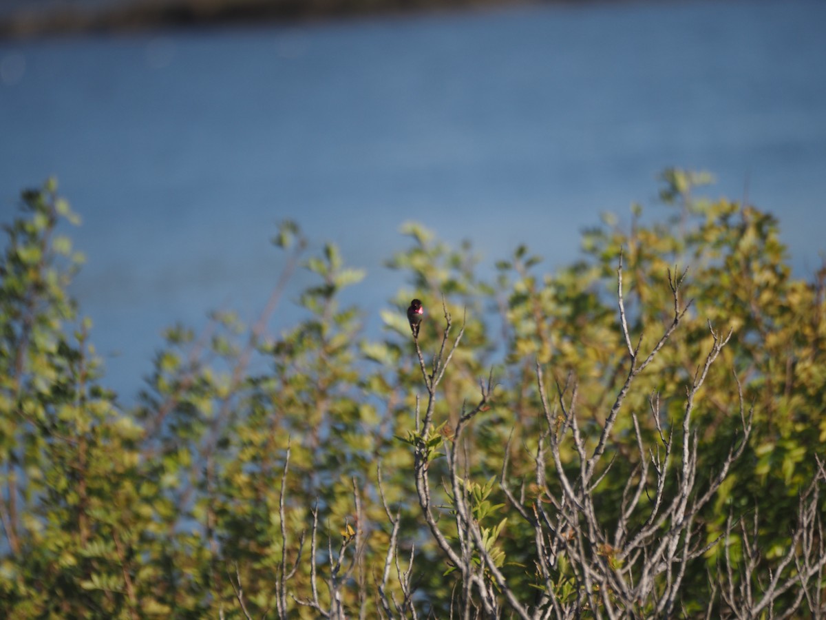 Anna's Hummingbird - ML633417174