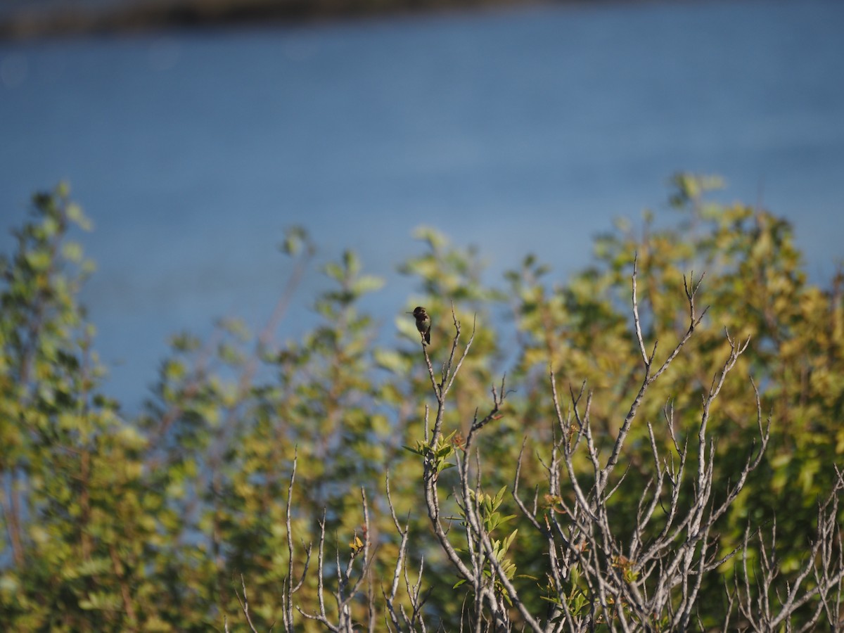 Anna's Hummingbird - ML633417175