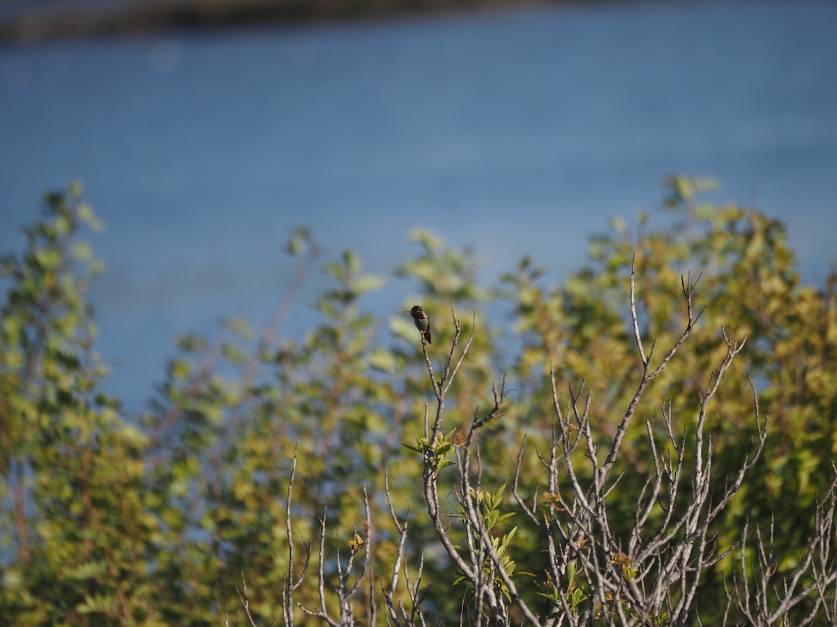 Anna's Hummingbird - ML633417176