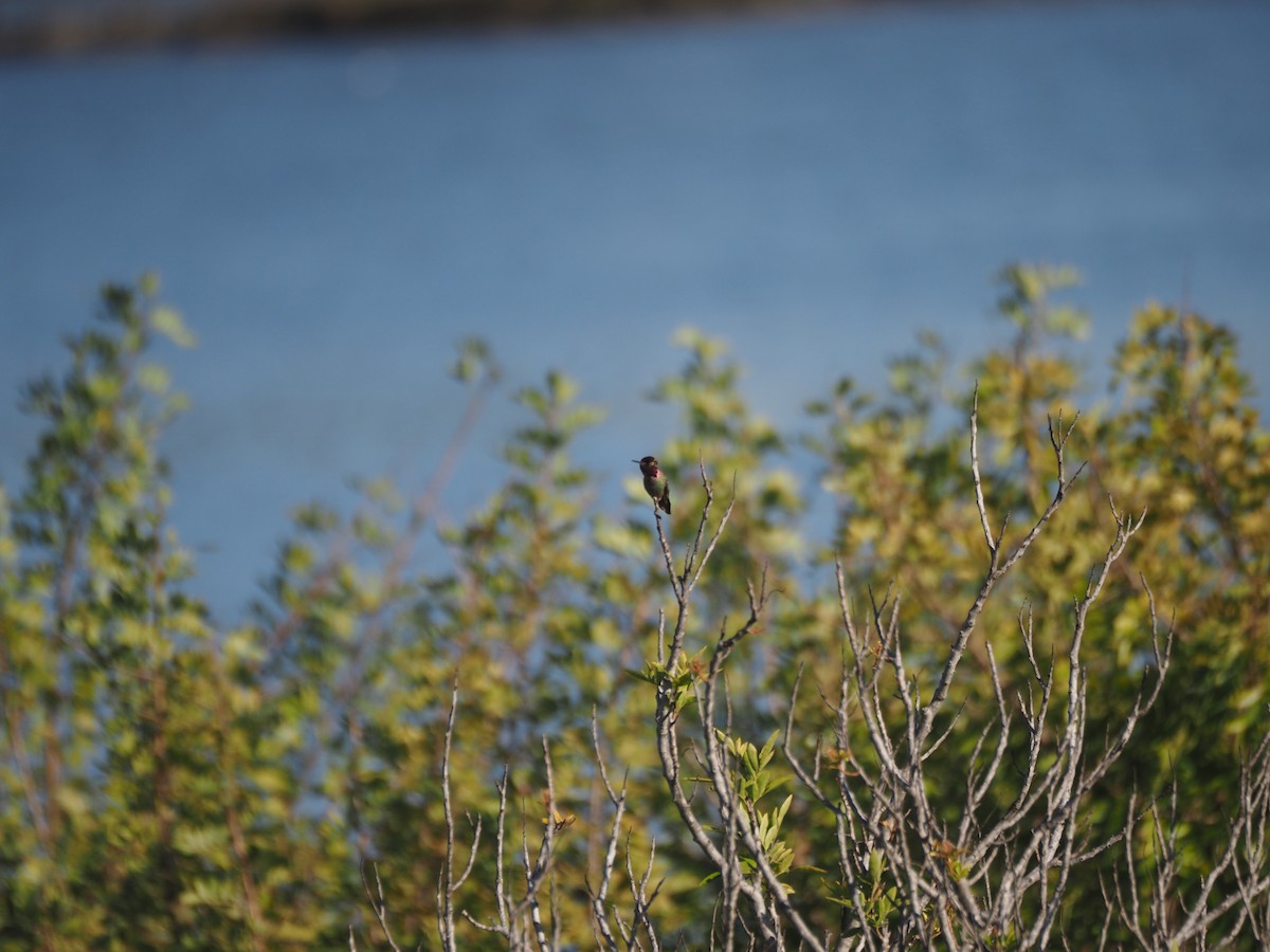 Anna's Hummingbird - ML633417177