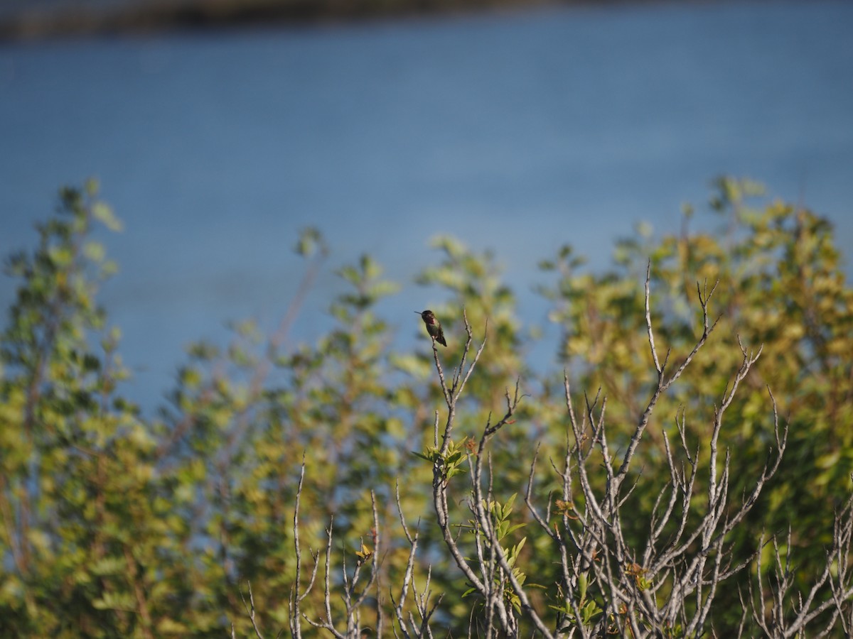 Anna's Hummingbird - ML633417178