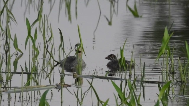 Pied-billed Grebe - ML633417266