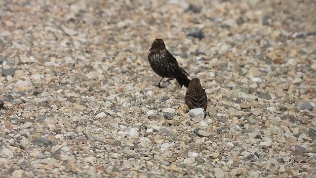 Red-winged Blackbird - ML633417789