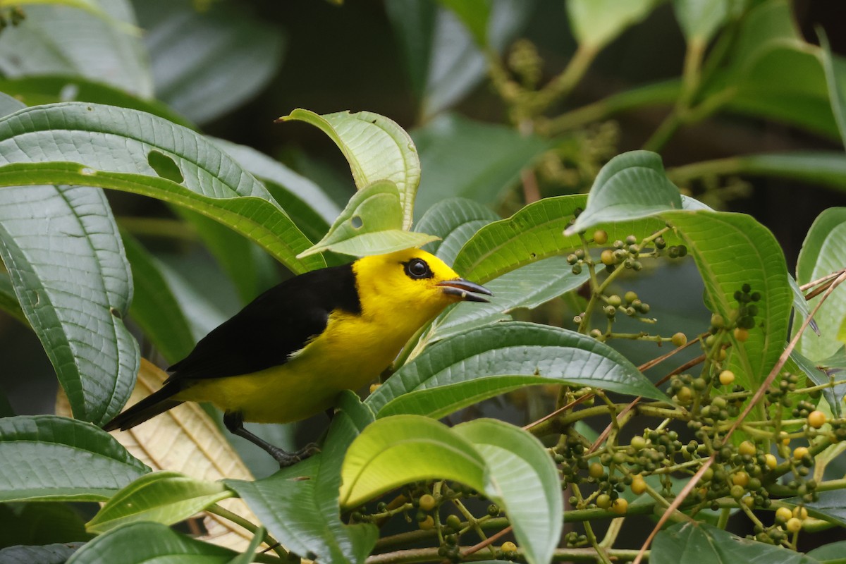 Black-and-yellow Tanager - ML633417843