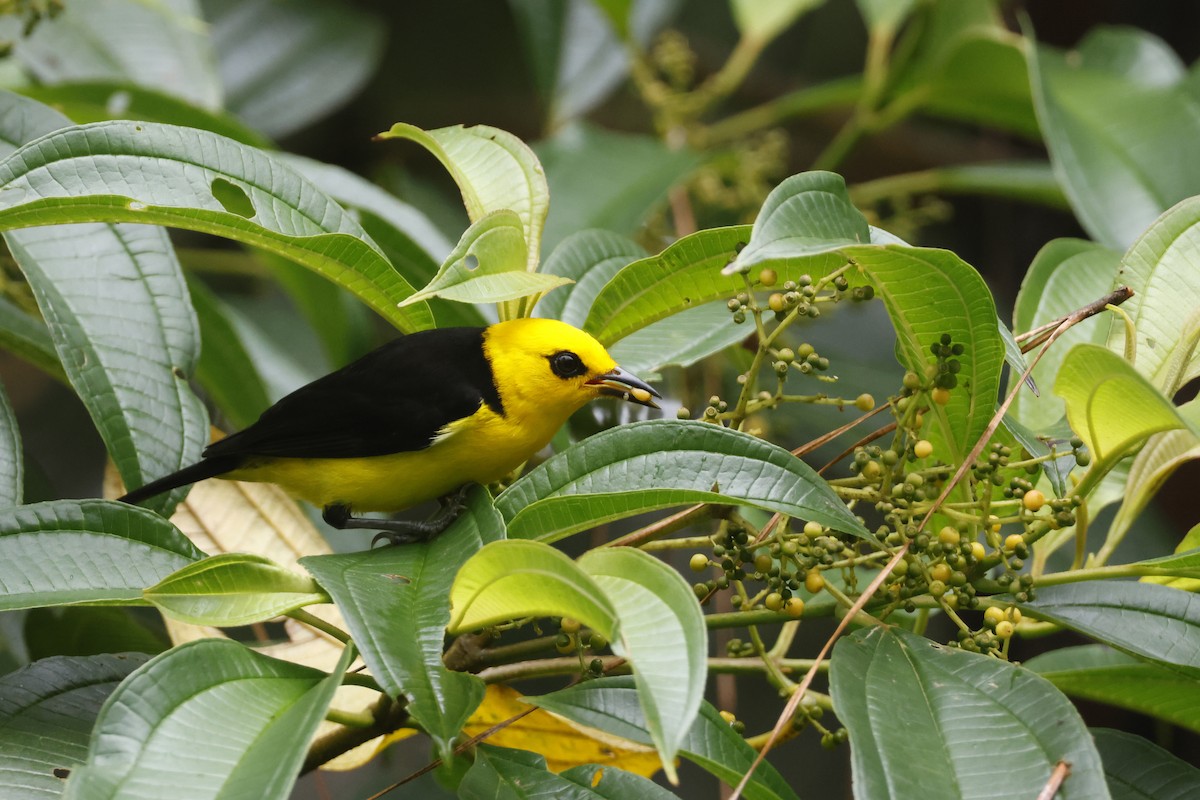 Black-and-yellow Tanager - ML633417845