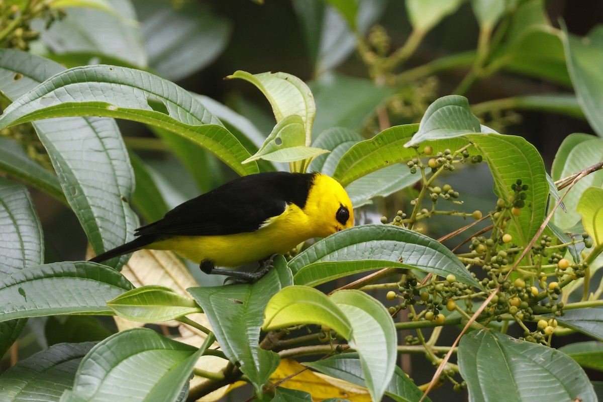 Black-and-yellow Tanager - ML633417846