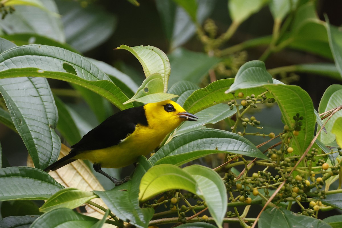 Black-and-yellow Tanager - ML633417847