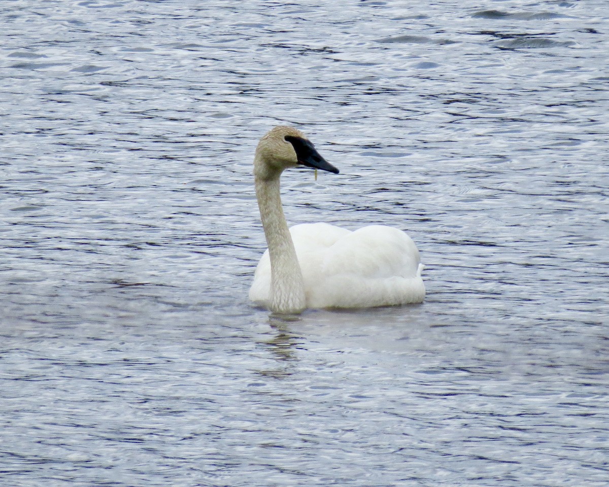 Trumpeter Swan - ML633417867