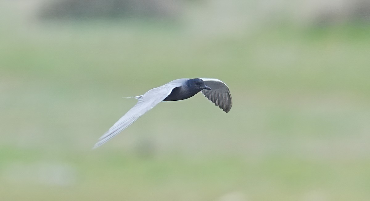 Black Tern - ML633417968