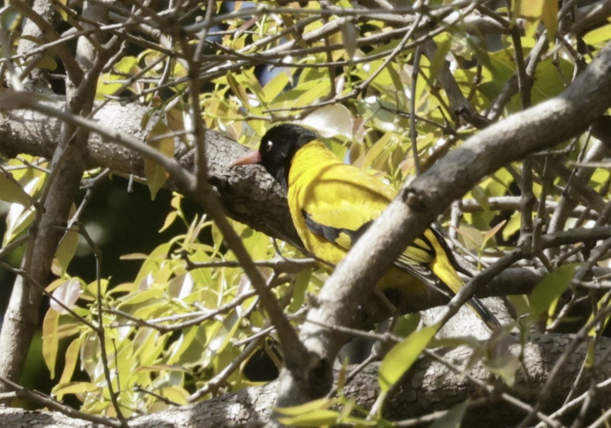 Black-hooded Oriole - ML633417979