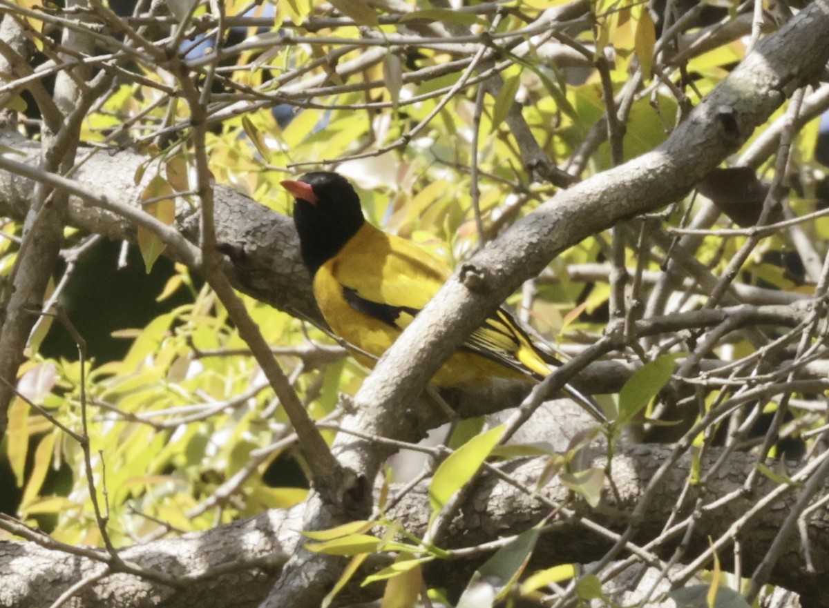 Black-hooded Oriole - ML633417981