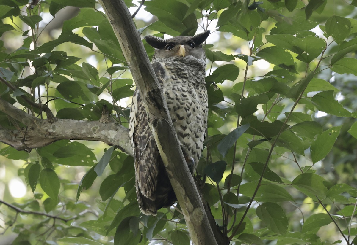 Spot-bellied Eagle-Owl - ML633417996