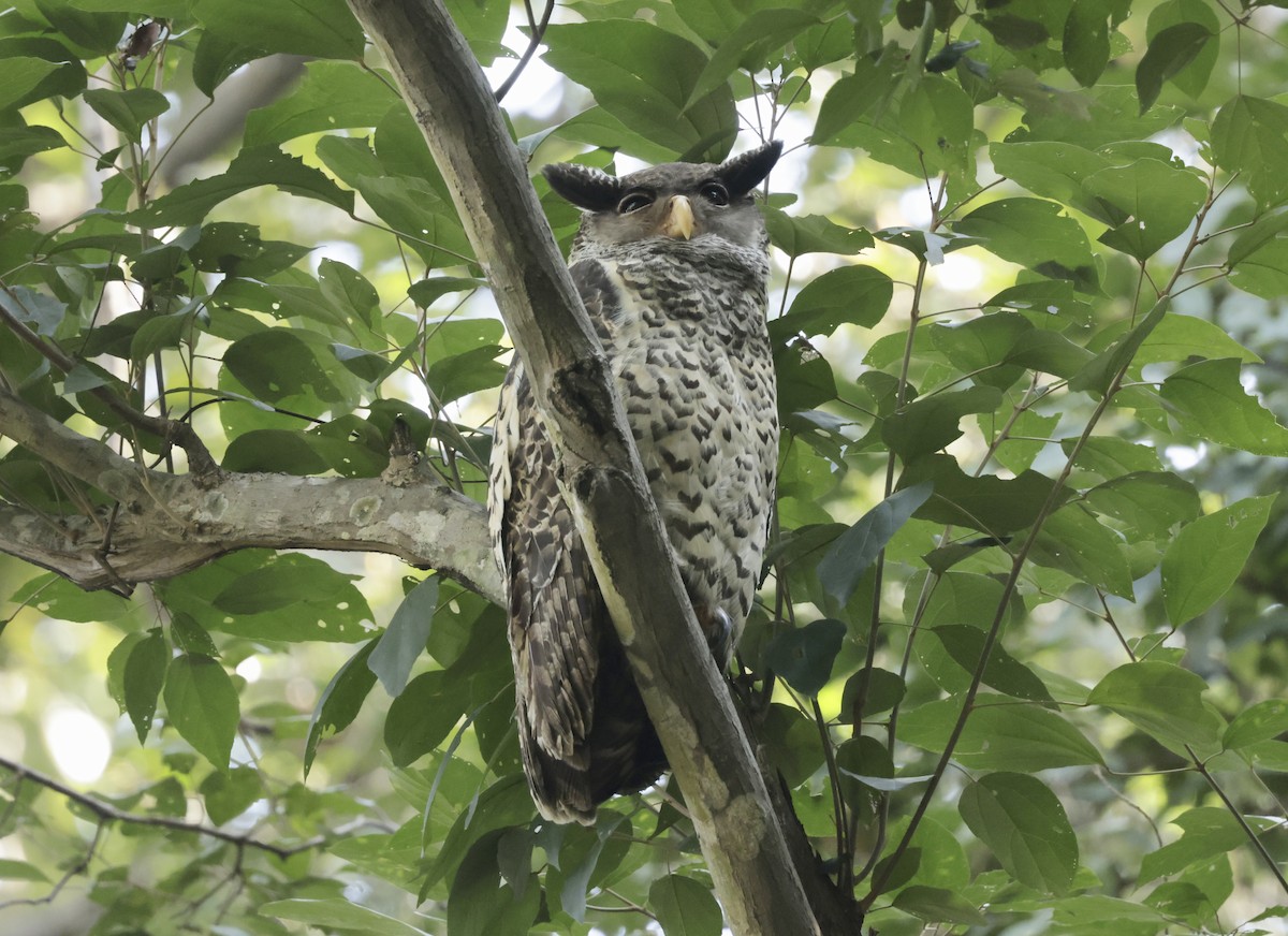 Spot-bellied Eagle-Owl - ML633417998