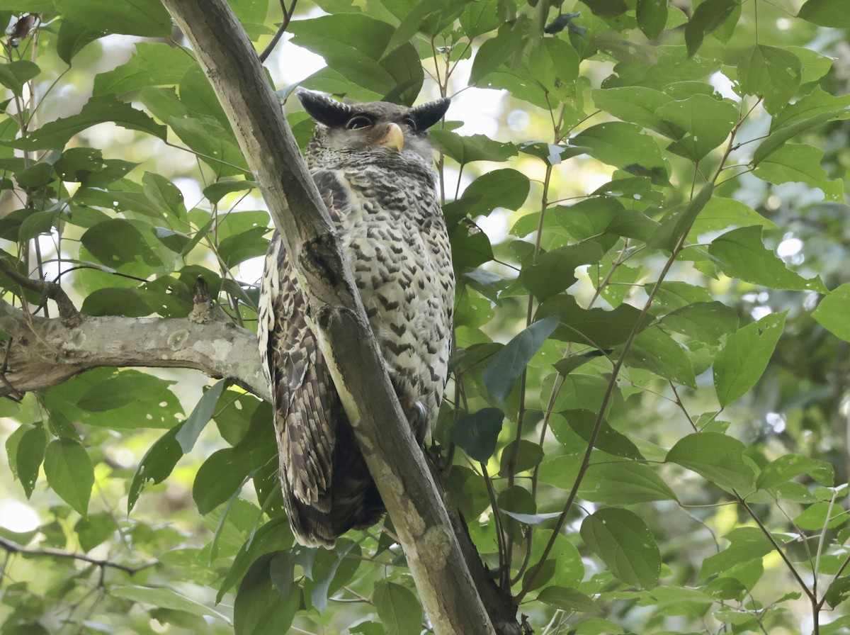 Spot-bellied Eagle-Owl - ML633417999