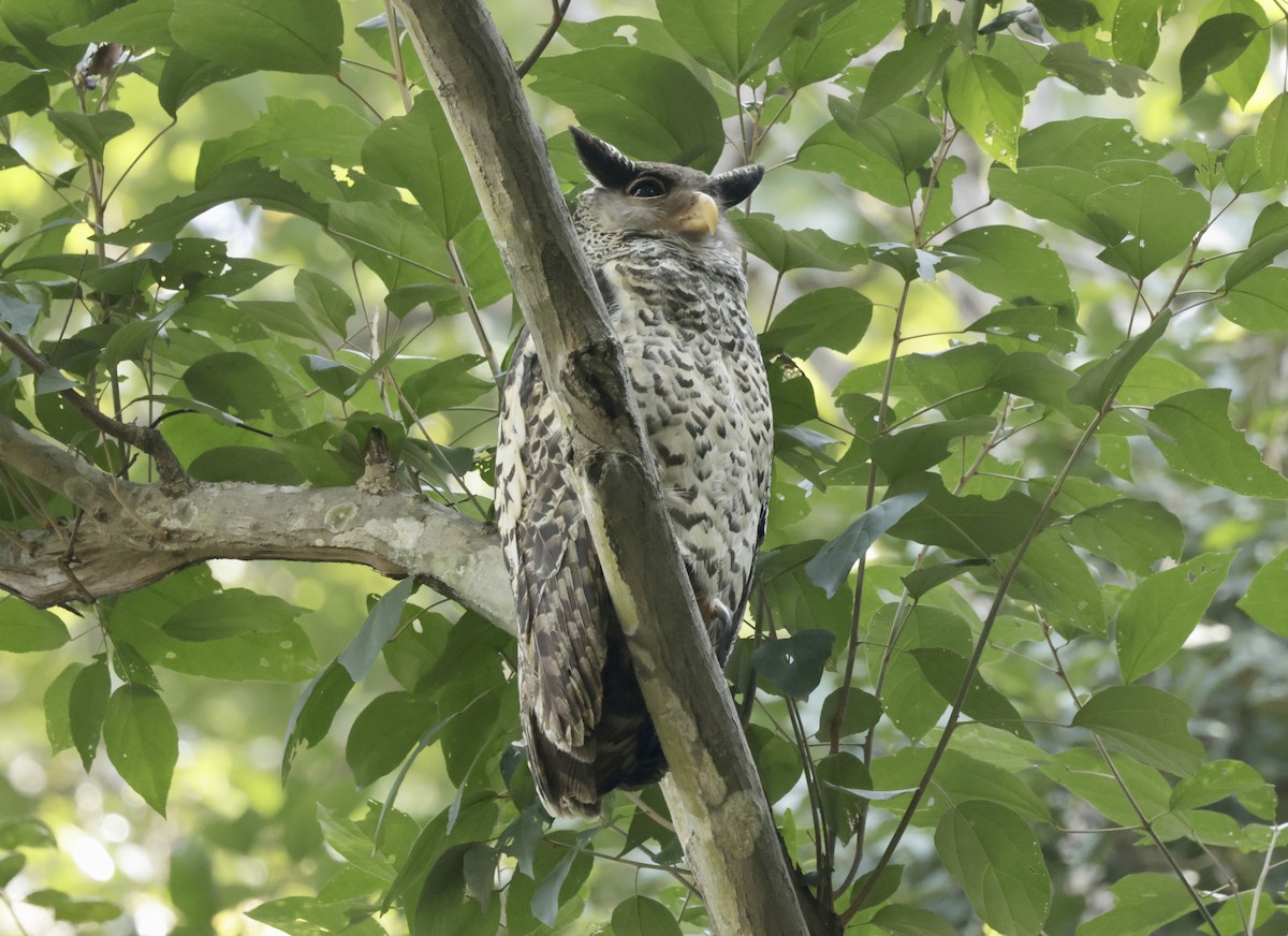 Spot-bellied Eagle-Owl - ML633418004