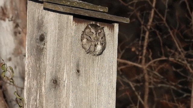 Eastern Screech-Owl (Northern) - ML633418061