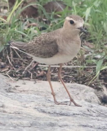 Oriental Plover - ML633418072