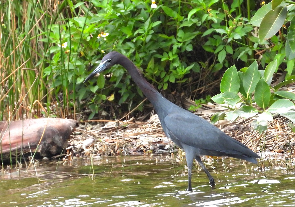 Little Blue Heron - ML633418138
