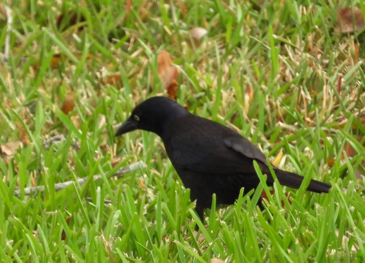Common Grackle - ML633418162