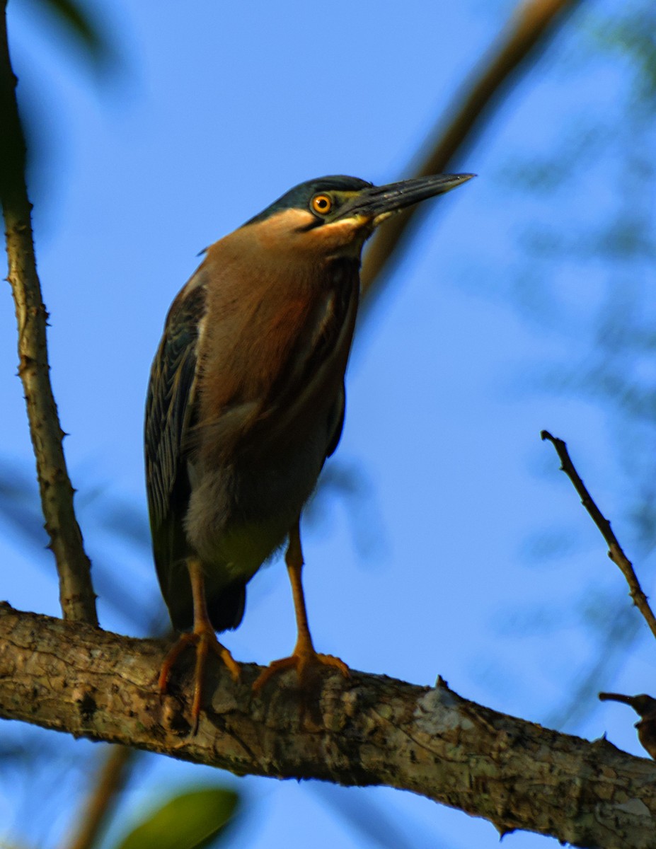 Striated Heron - Doyle Wilson