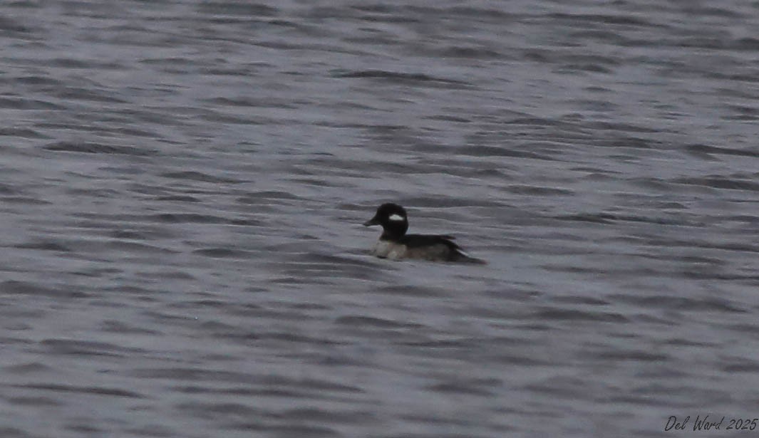 Petit Garrot - ML633418271