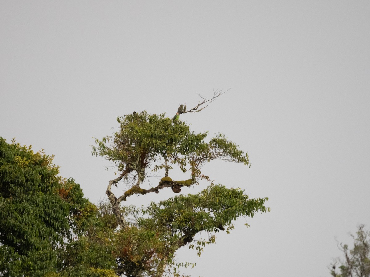 Red-fronted Parrot - ML633418426
