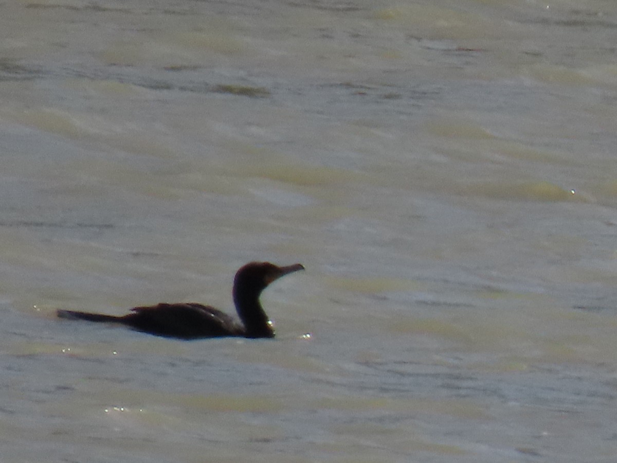 Double-crested Cormorant - ML633418509