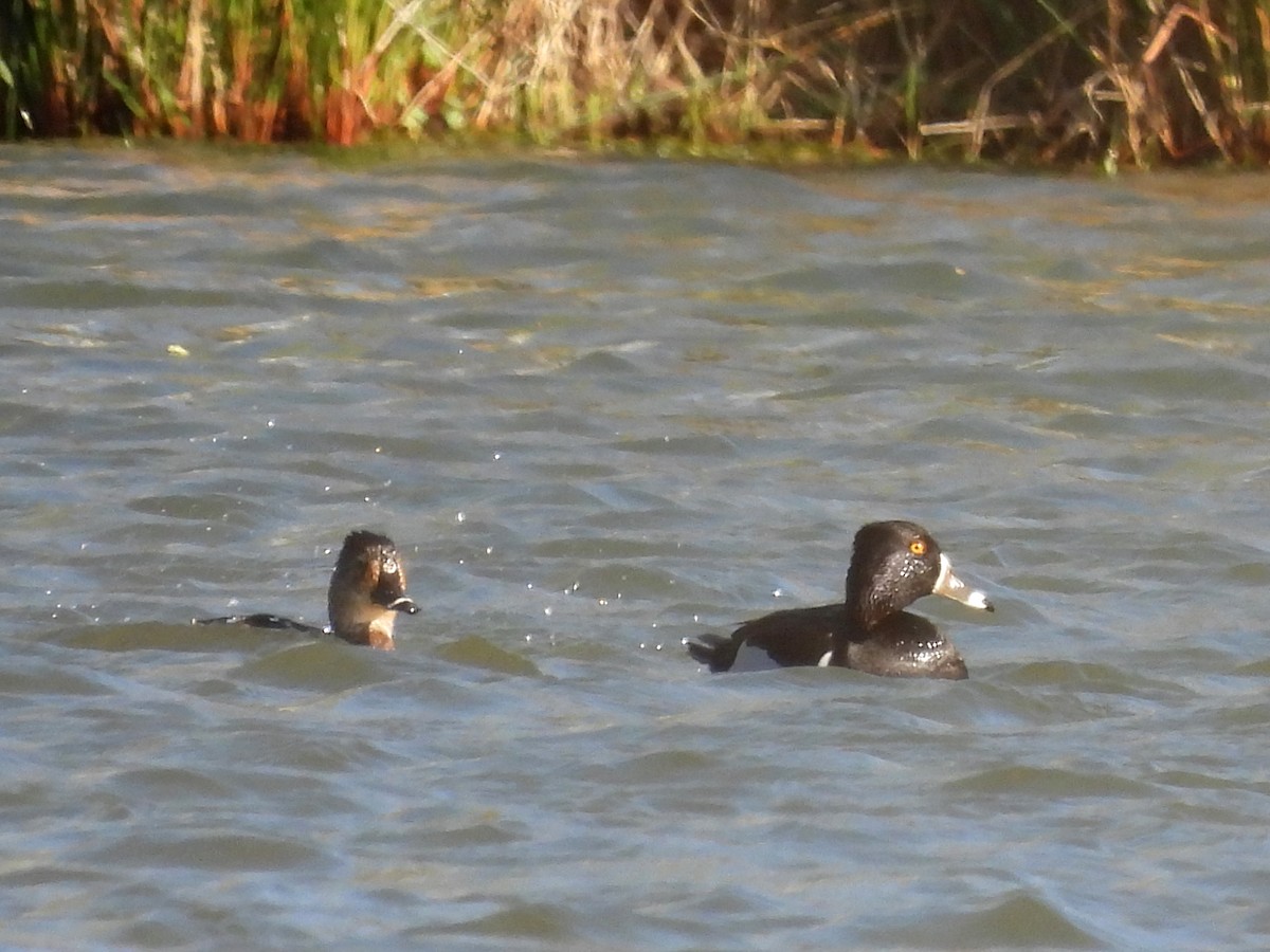Ring-necked Duck - ML633418542