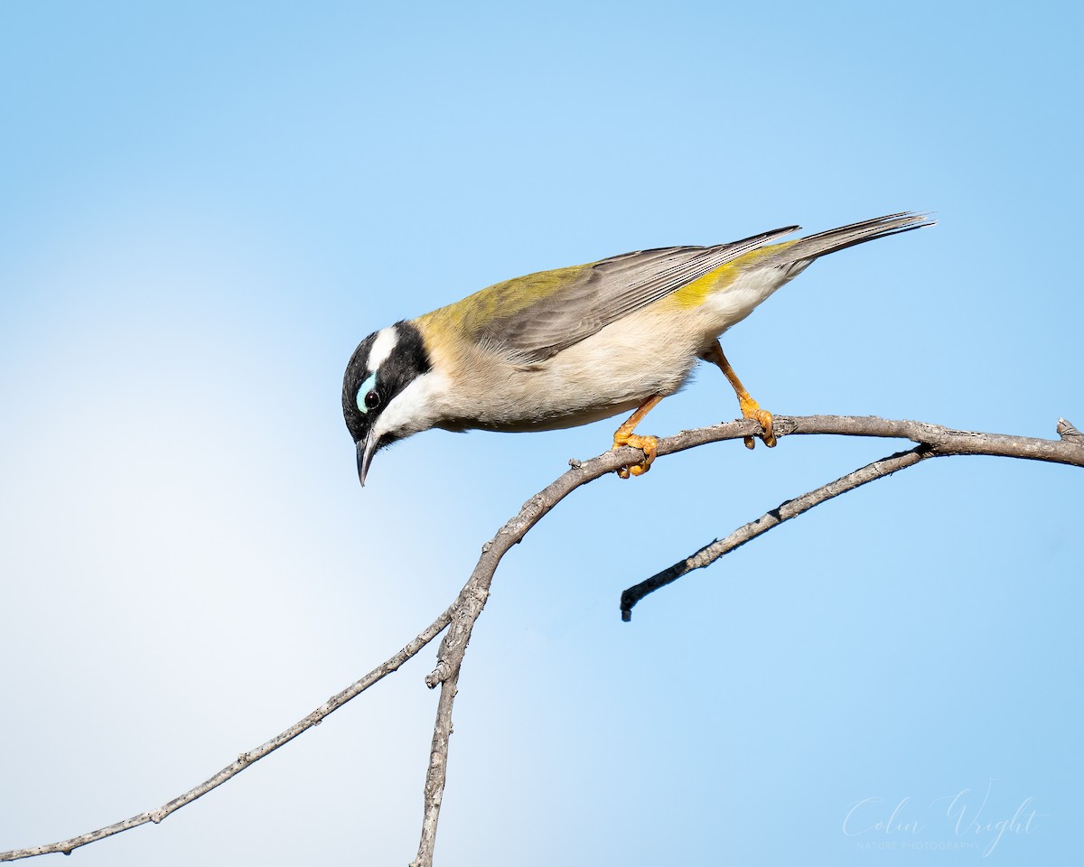 Black-chinned Honeyeater - ML633418563