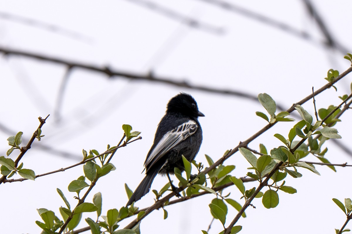 Carbonero Negro - ML633418592