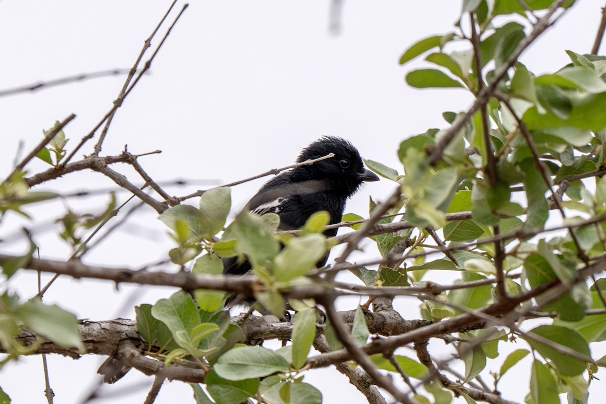 Carbonero Negro - ML633418593