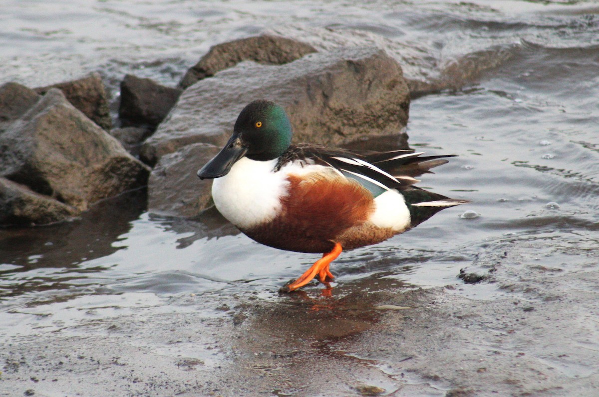 Northern Shoveler - ML633418599