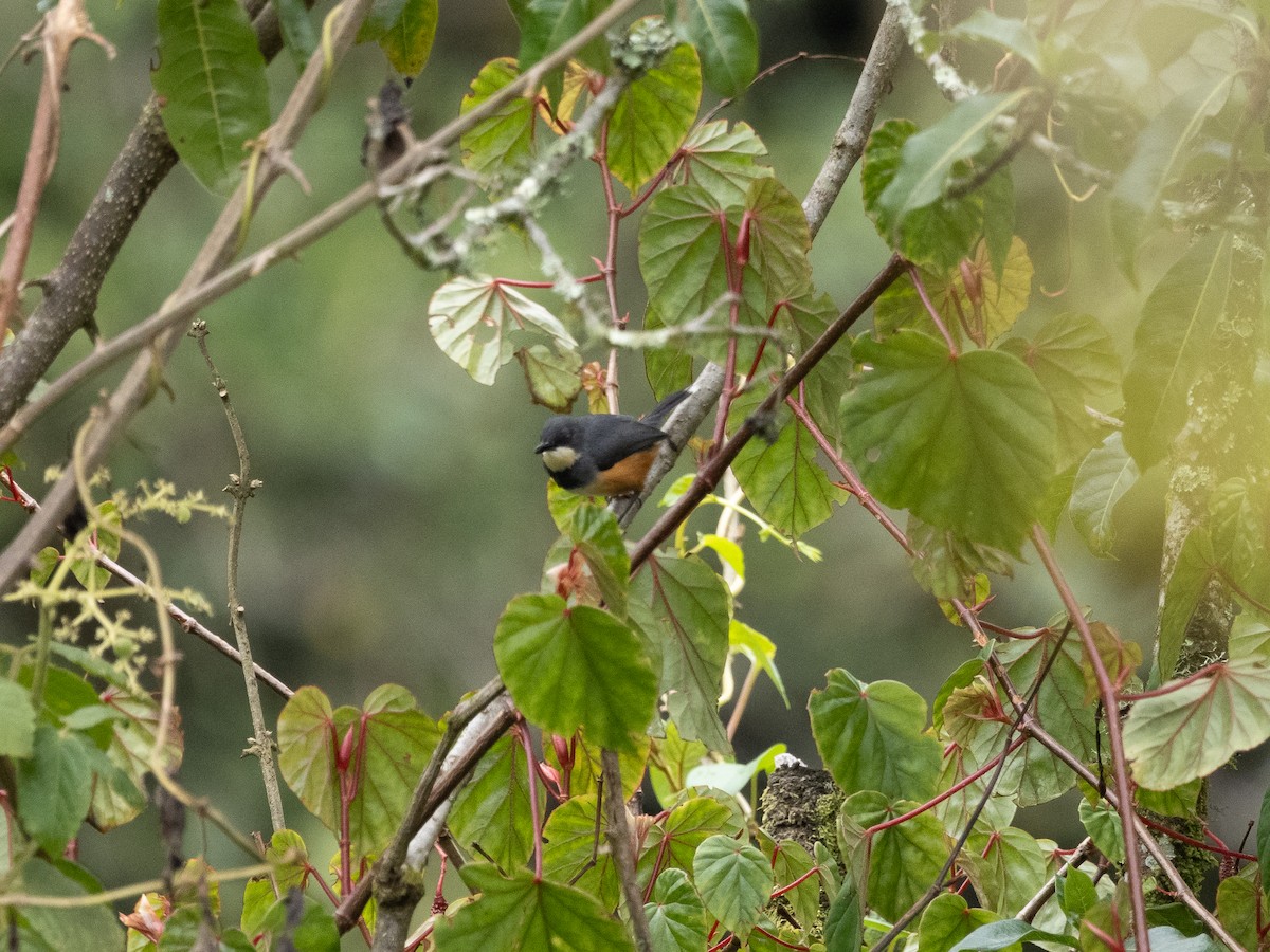 Black-collared Apalis - ML633418626