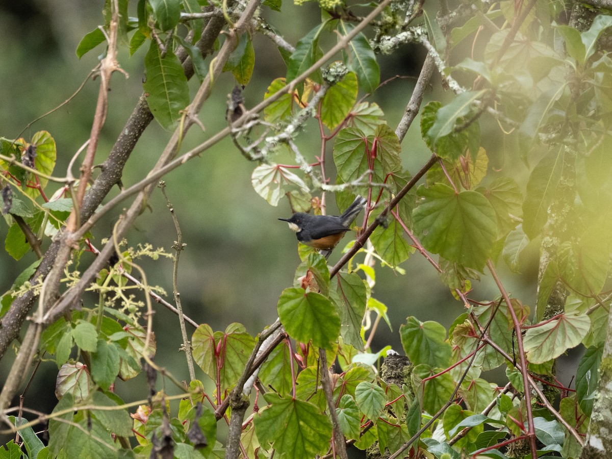 Black-collared Apalis - ML633418627