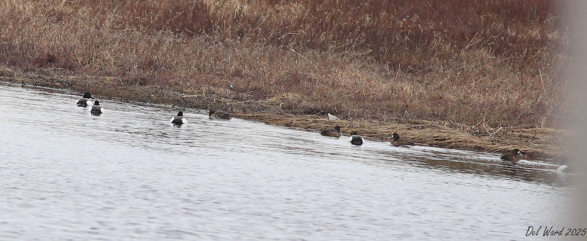 Fuligule milouinan - ML633418652