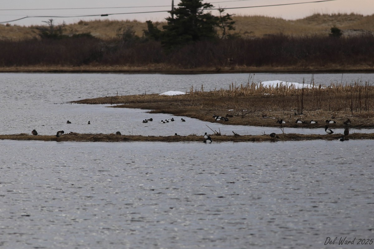 Fuligule milouinan - ML633418656