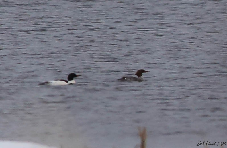 Grand Harle - ML633418665