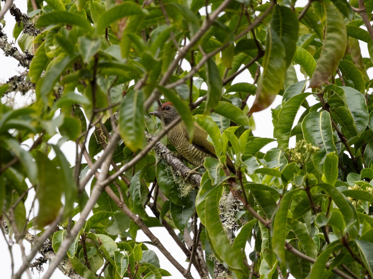 Fine-banded Woodpecker - ML633418672
