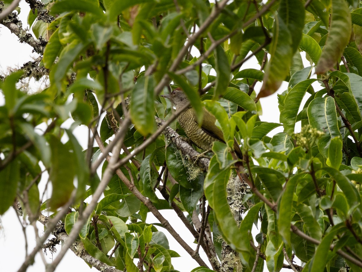 Fine-banded Woodpecker - ML633418673