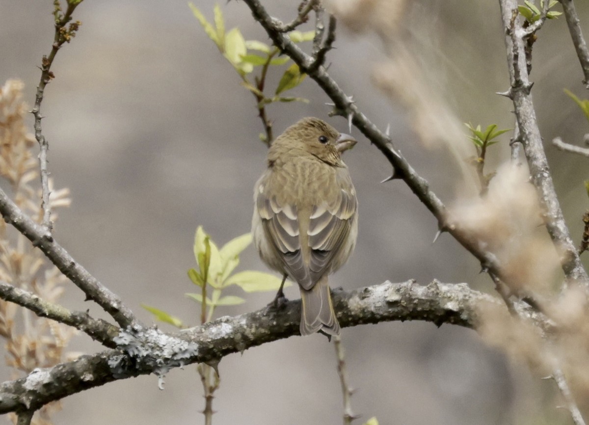 Common Rosefinch - ML633418701