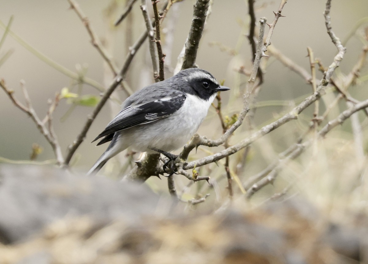 Gray Bushchat - ML633418705