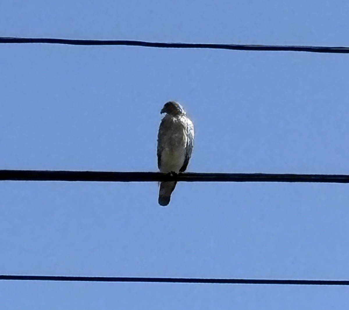 Broad-winged Hawk - ML633418715